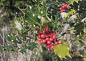 Ilex aquifolium